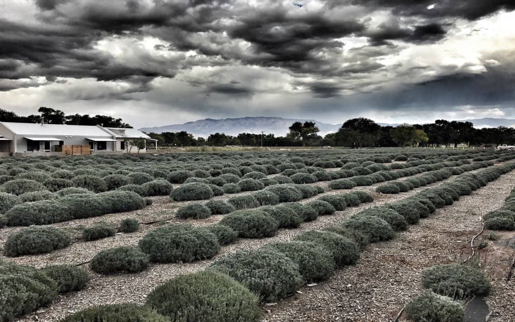 Los Poblanos Lavender Farm