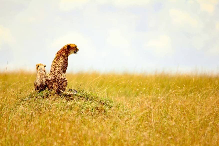 cheetah and cub