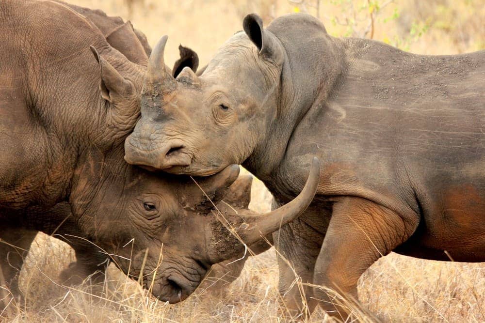 white rhinos sparring
