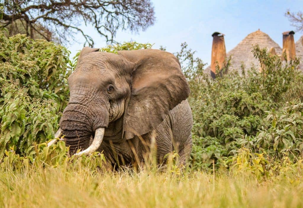 Ngorongoro Crater Lodge
