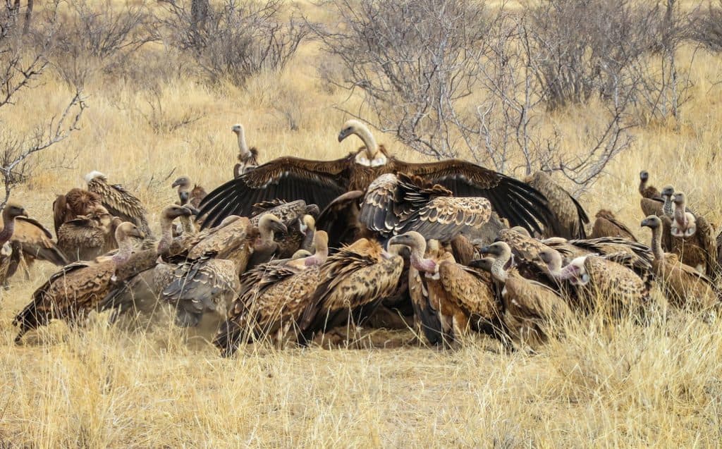 Vultures fighting