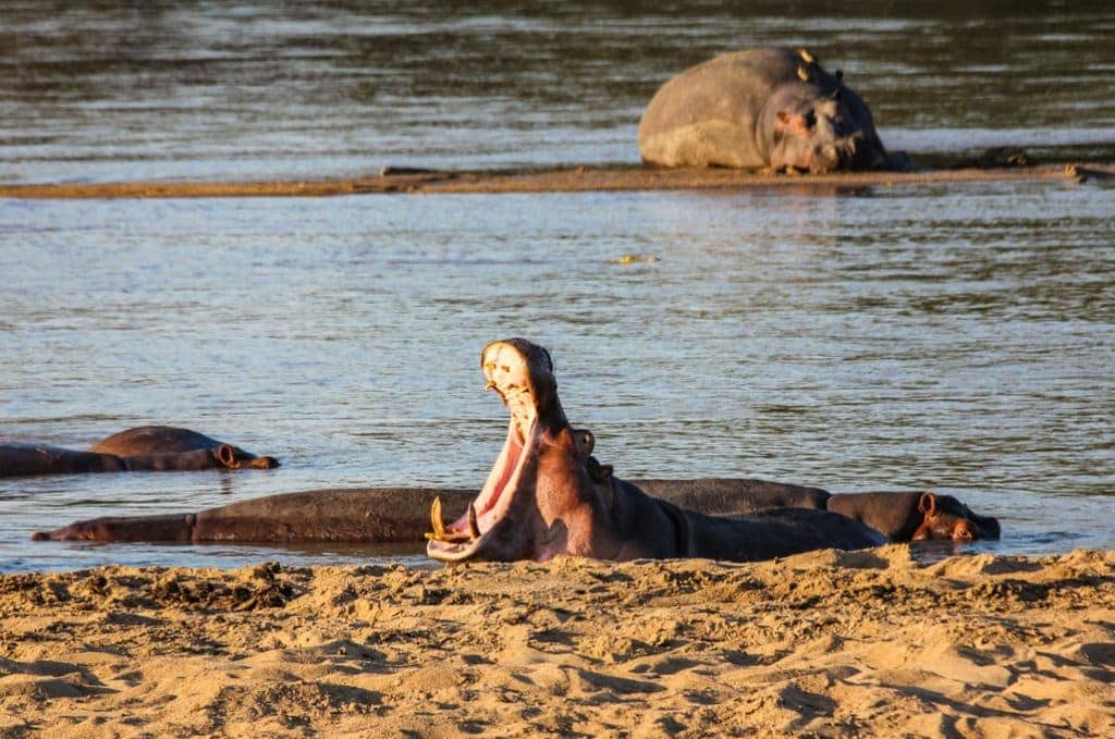 south luangwa hippos
