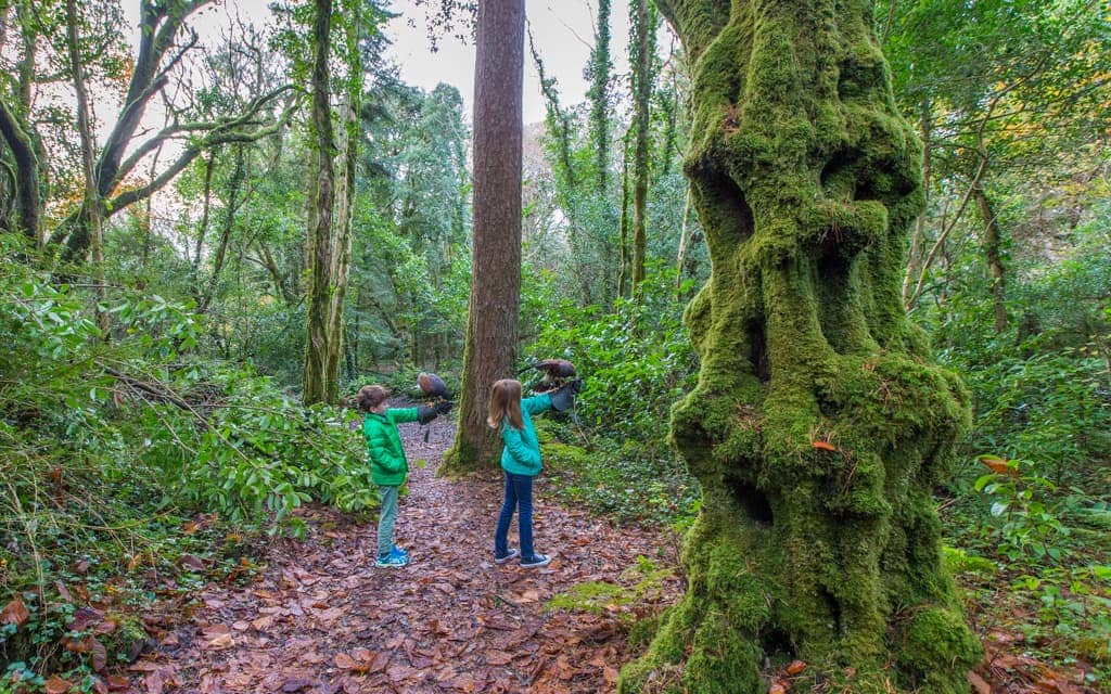Europe Kid Activities: With Harris Hawks in the forest