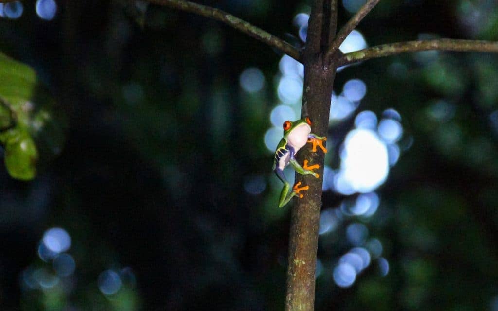 red-eyed tree frog