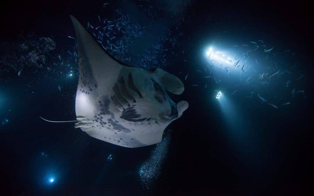 5 Unique Reasons We Love Hawaii's Big Island - Manta Rays