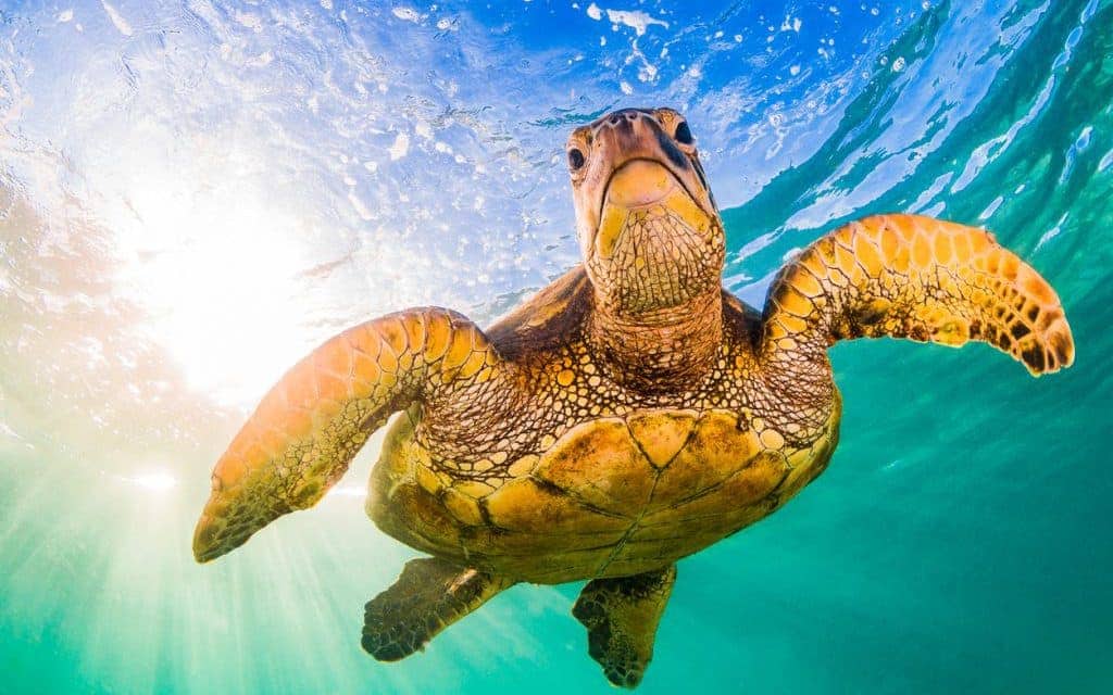 5 Unique Reasons We Love Hawaii's Big Island - Sea Turtles