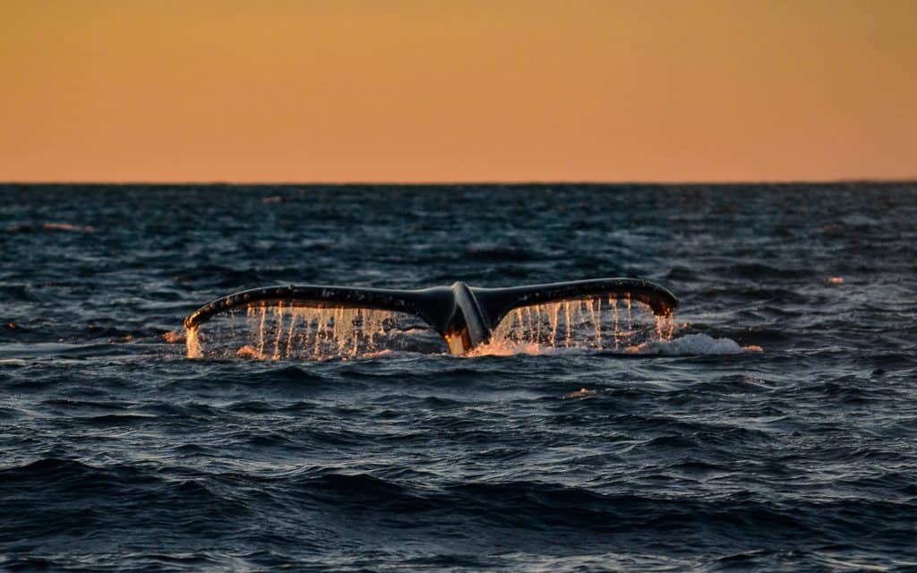 Whale Watching Los Cabos