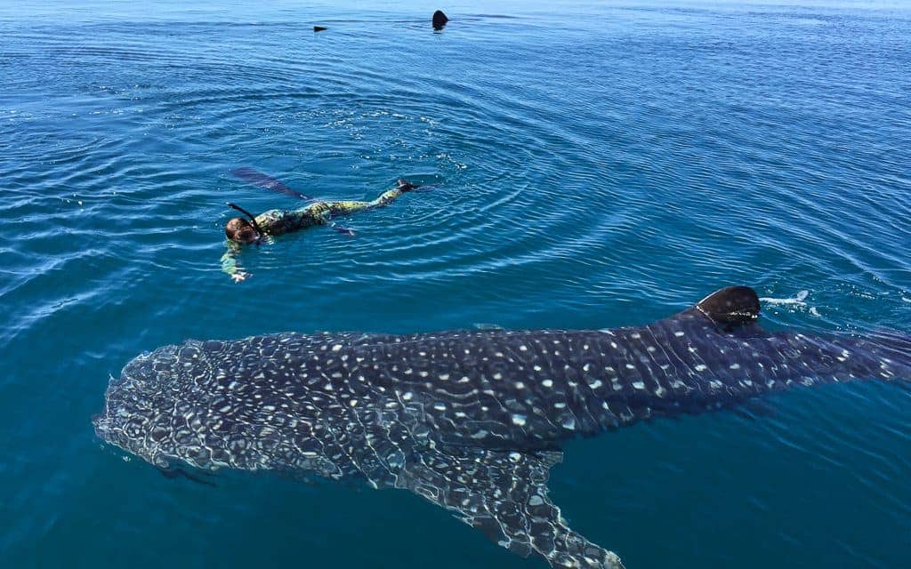Snorkeling with whale sharks