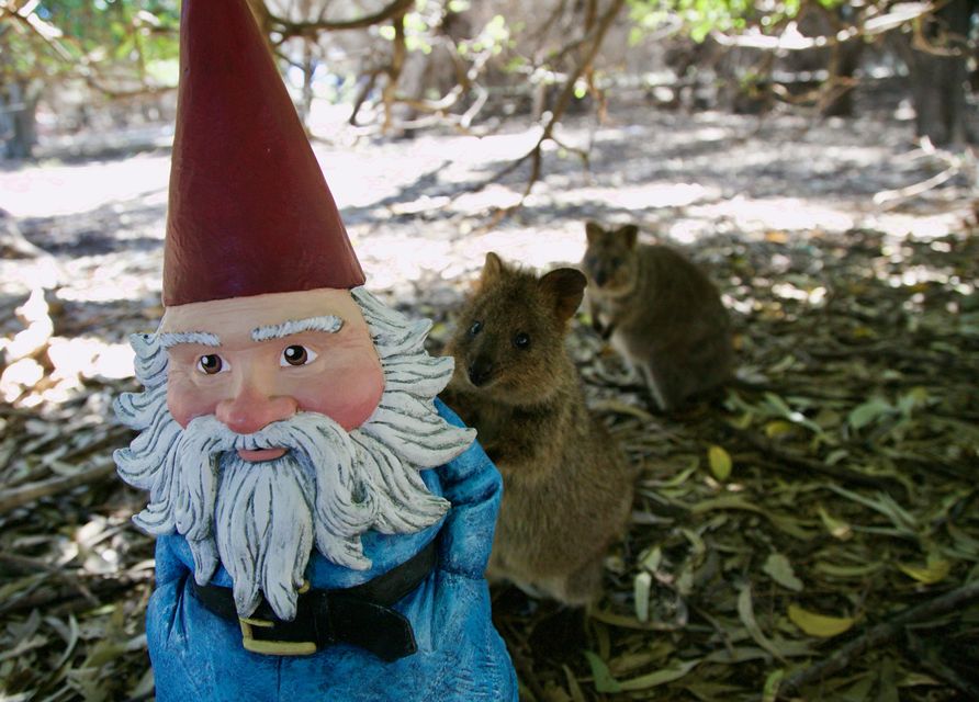 Things To Do In Western Australia - quokkas