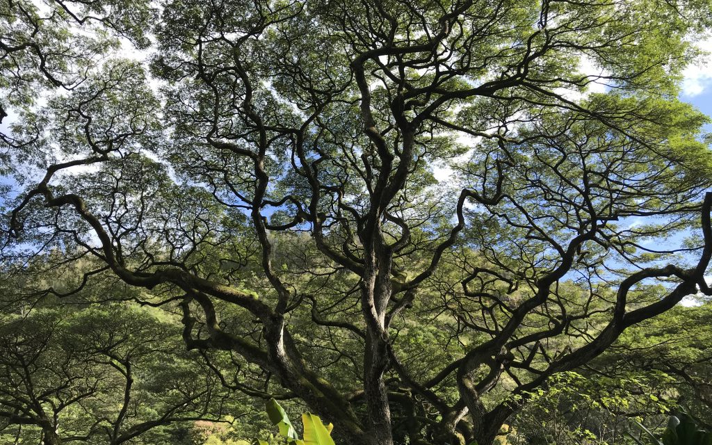 life-changing experiences in Oahu