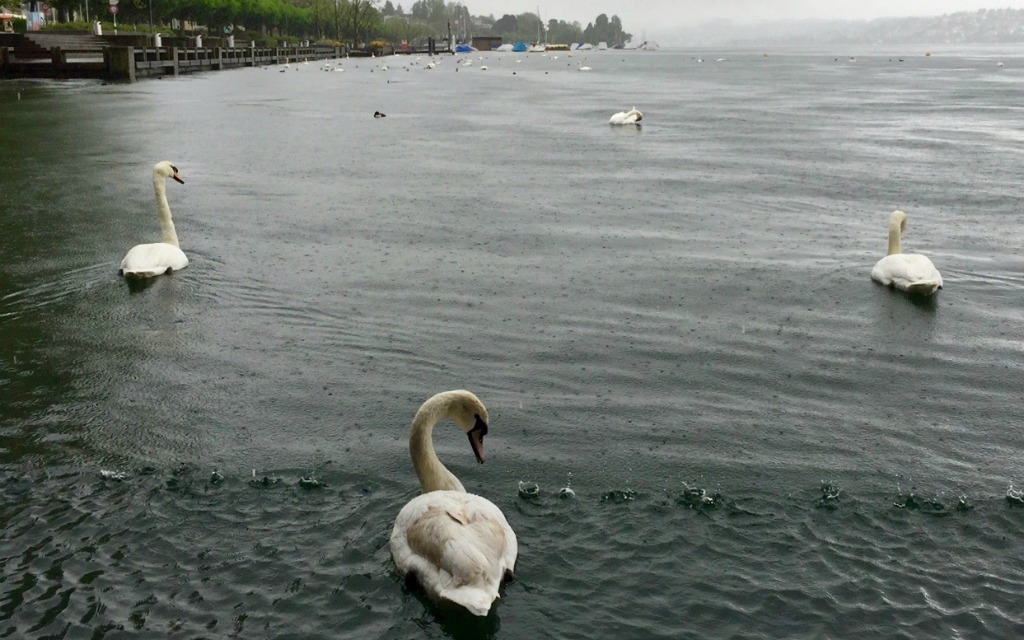 How to Spend a Leisurely Escape in Zurich - Zurich Swans Lake Zurich, Travelocity