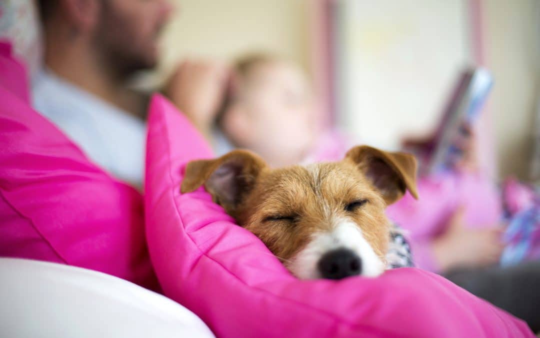 9 Pet-Friendly Hotels That You and Fido Will Drool Over