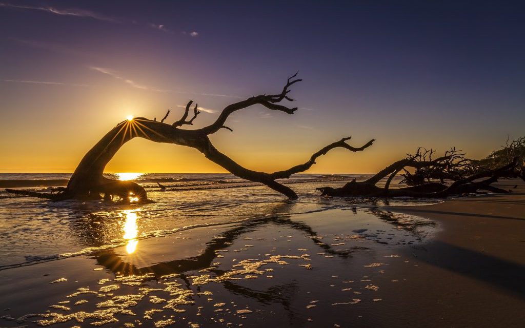 Driftwood Beach on the north end of Jekyll Island