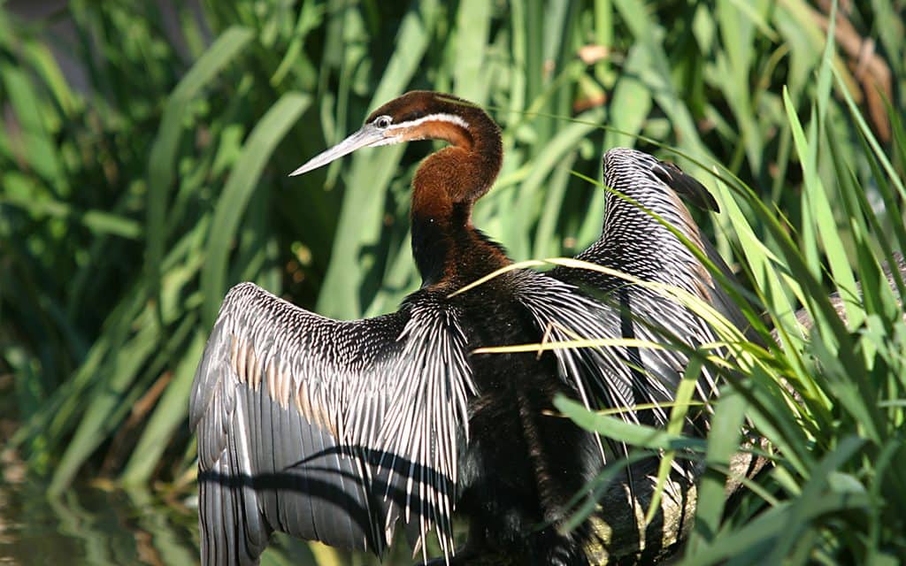 national wildlife refuge on Merritt Island