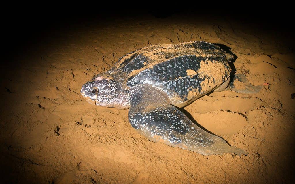 Things to do in Space Coast Florida- sea turtle walks