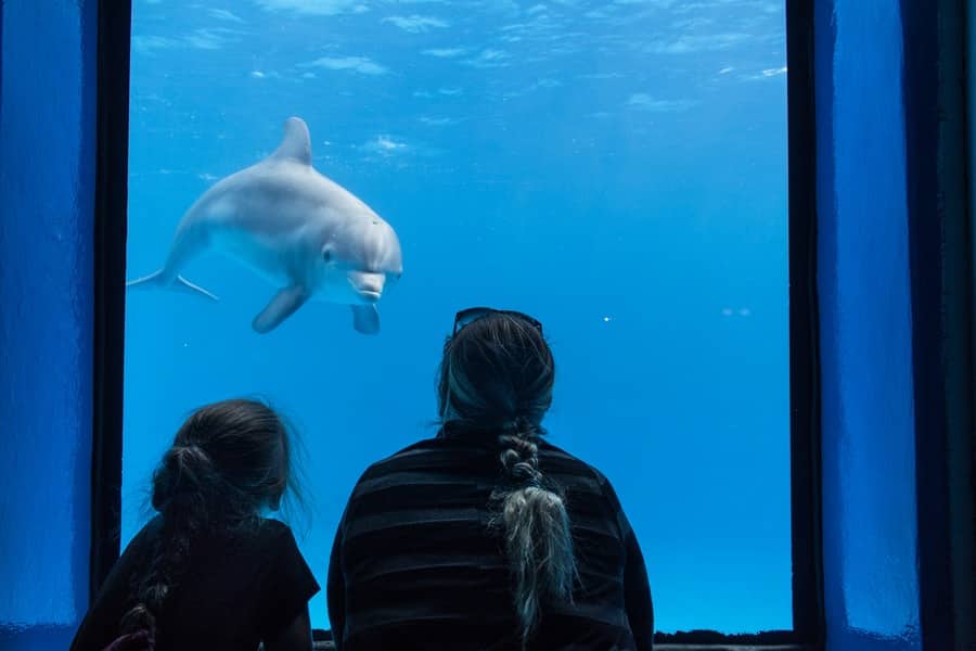 US destinations you must visit - Tampa dolphin