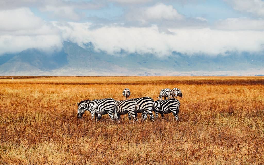 Go on a safari