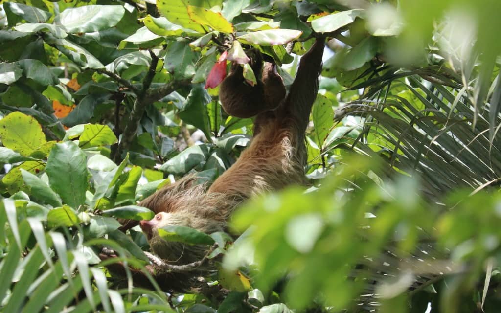 Costa Rica Best Experiences Sloth Sighting-Kirsten Maxwell