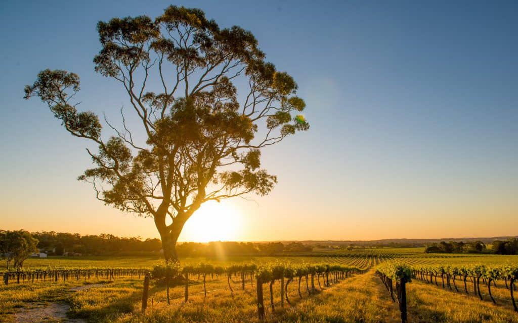 Vineyards in Barossa Valley, Australia