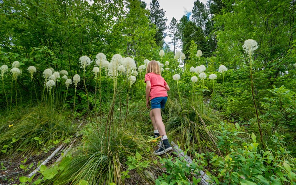 Whitefish, Montana - Hiking through bear grass near Whitefish Mountain Resort