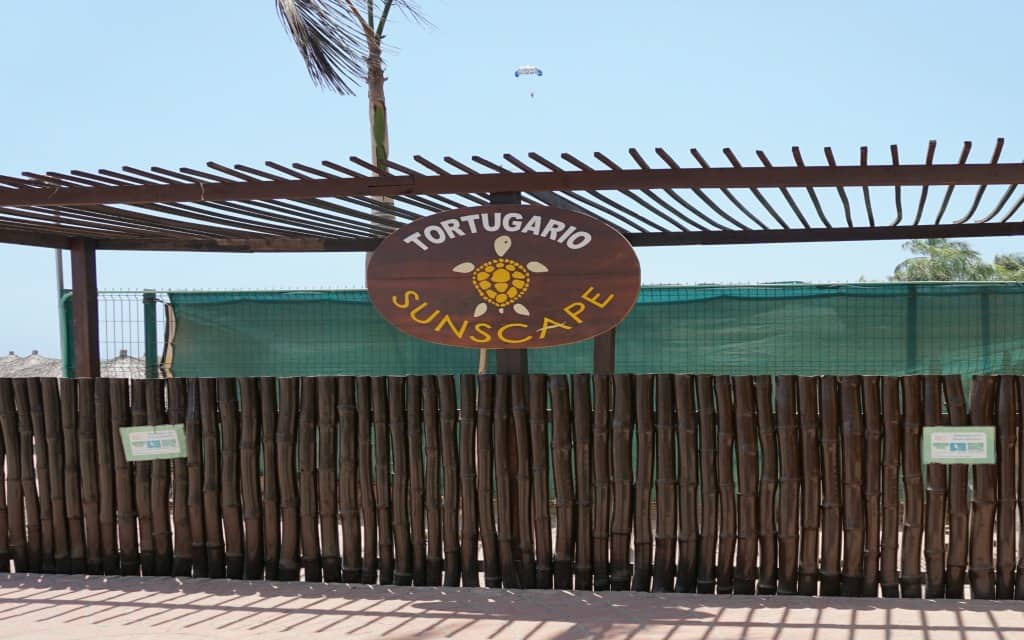 Turtle Release program at Sunscape Puerto Vallarta
