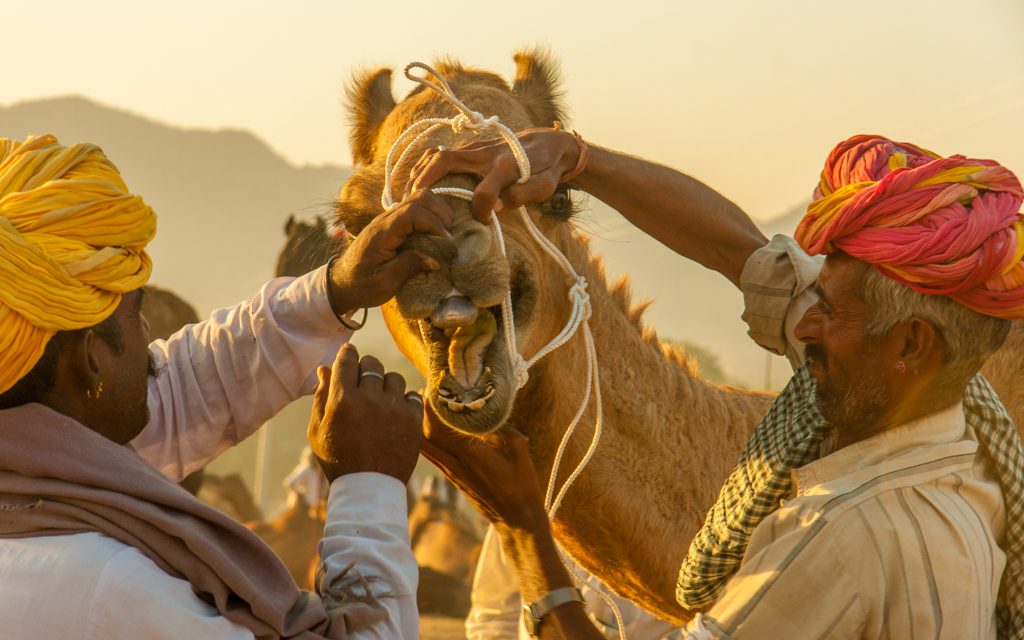 India: Always look at the teeth!