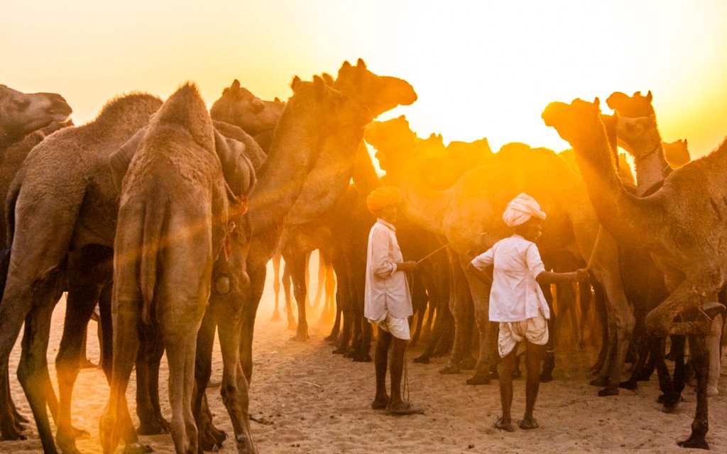 India: At the Pushkar Camel Fair