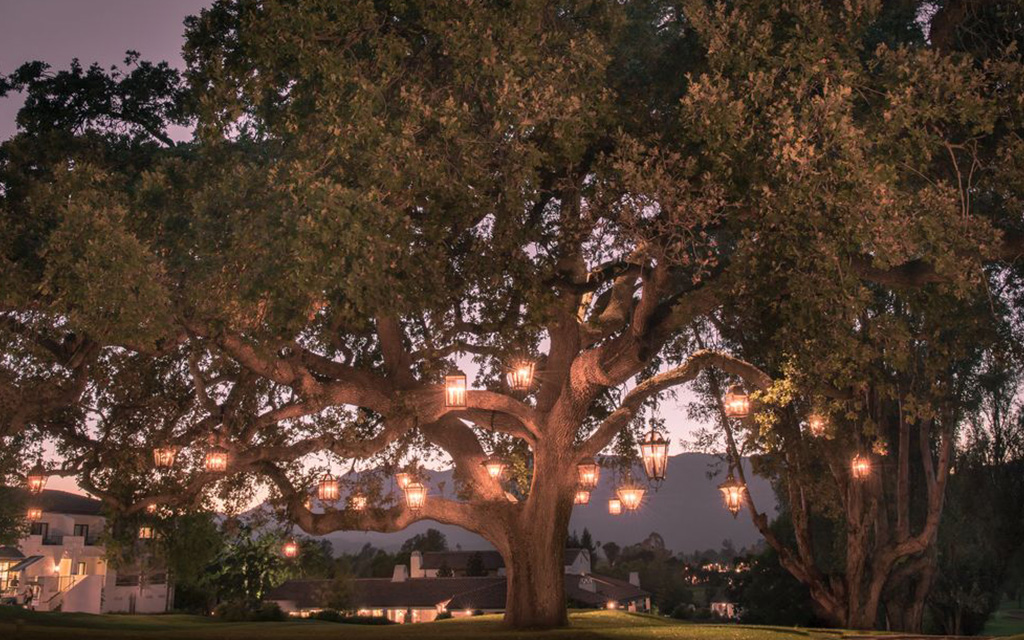 Ojai Valley Inn Tree