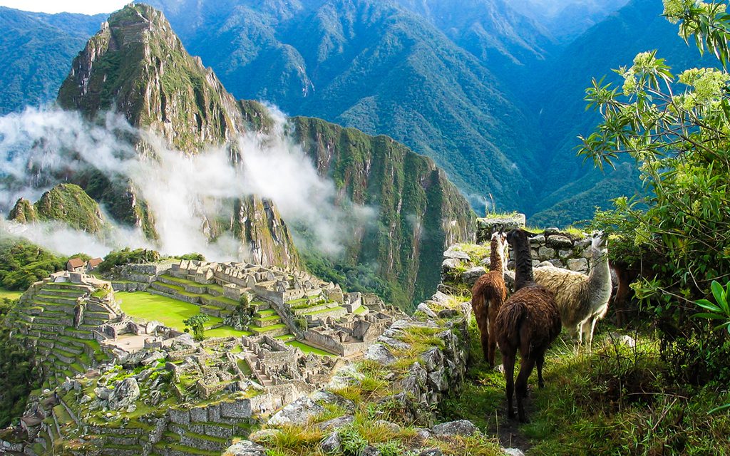 llamas and machu picchu