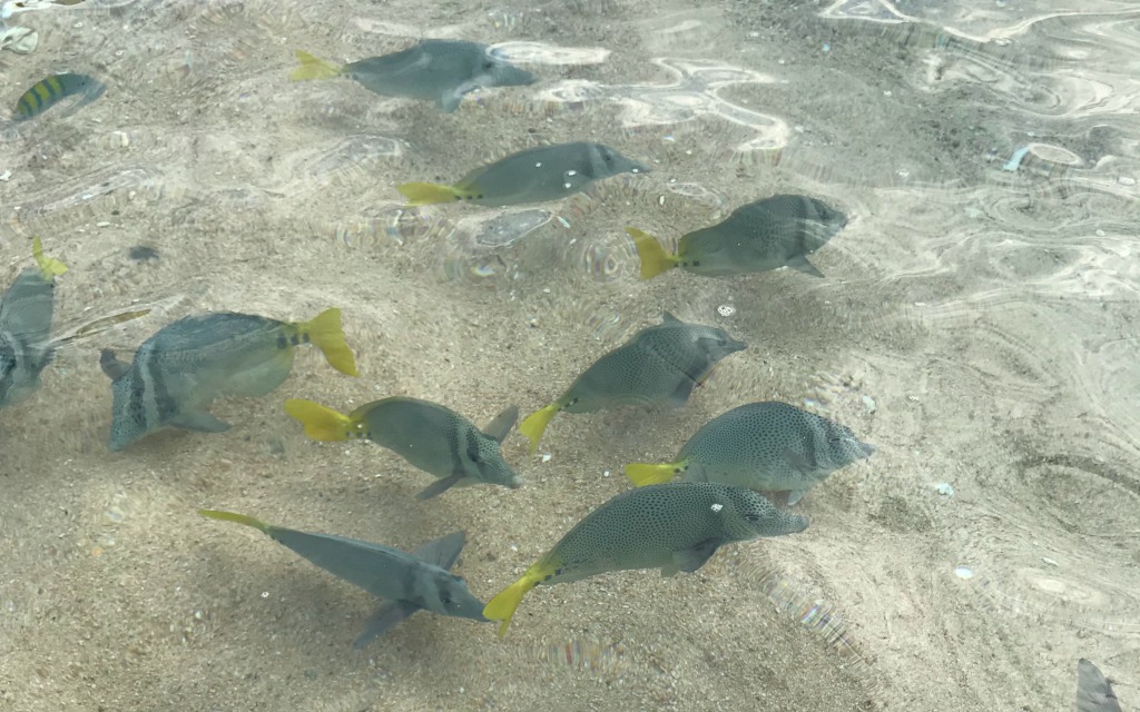 Grand Fiesta Americana Los Cabos Snorkeling-Kirsten Maxwell Kids Are A Trip