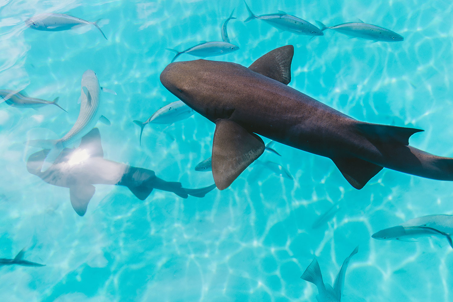 snorkeling in Tahiti