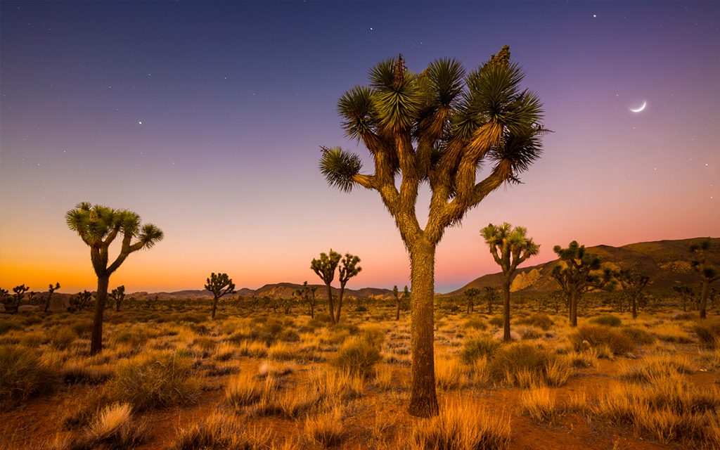 Joshua Tree National Park - Los Angeles Weekend Escapes