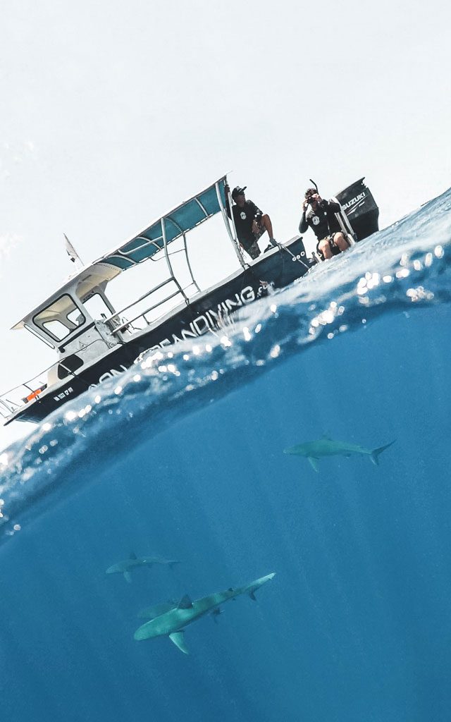 Freediving with sharks in Oahu, Hawaii