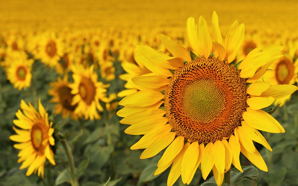 North Dakota, sunflowers