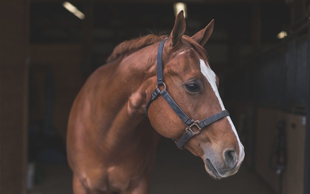 a horse at Apes Hill Polo Club
