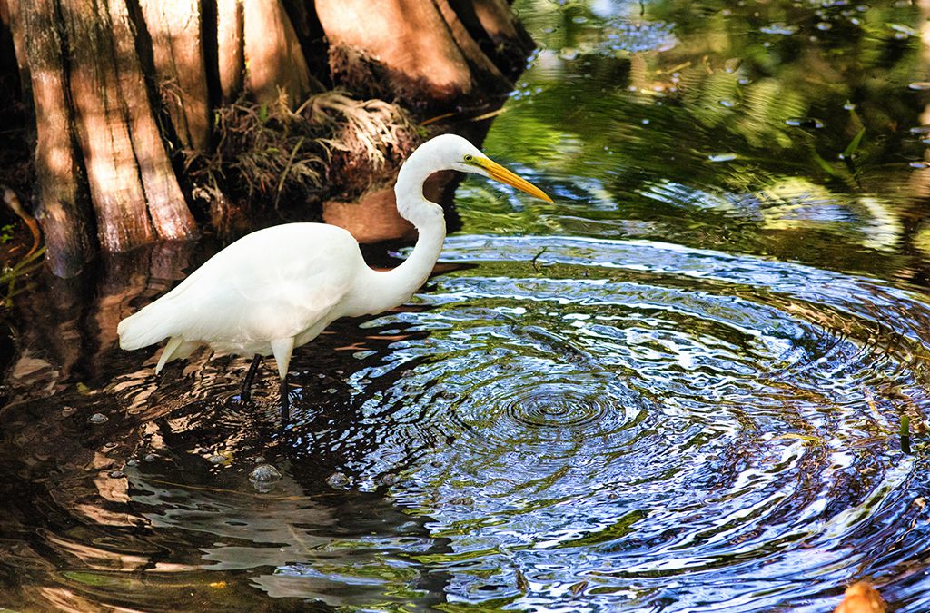 Naples and Marco Island: Gems of Florida’s Gulf Coast