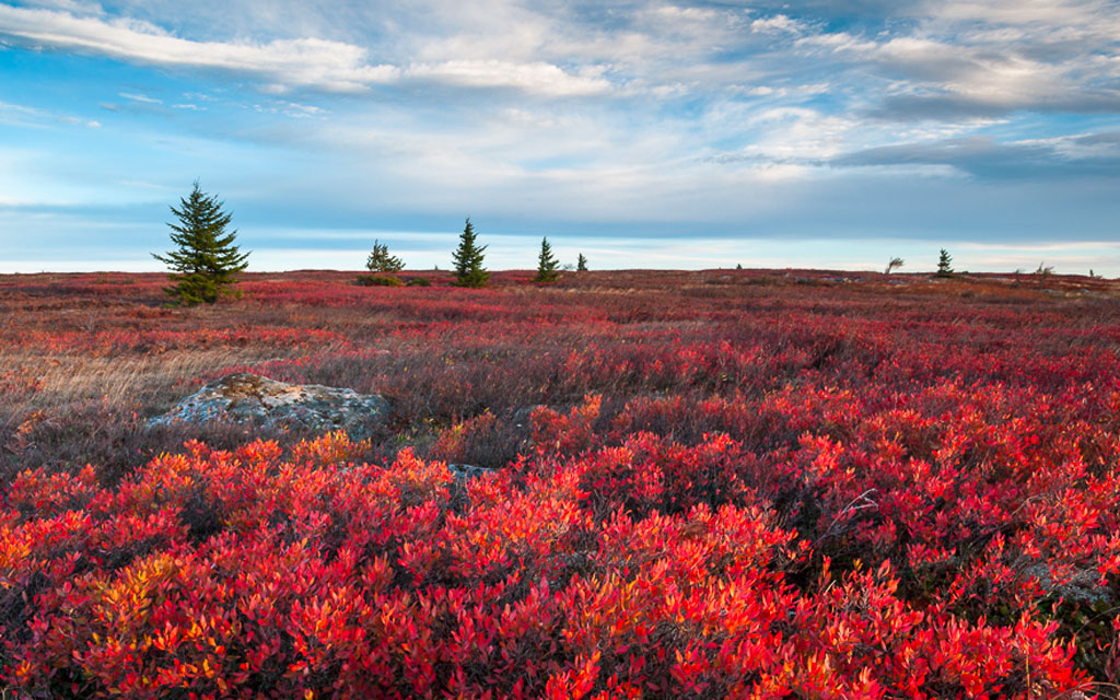 Dolly Sods Wilderness in West Virginia