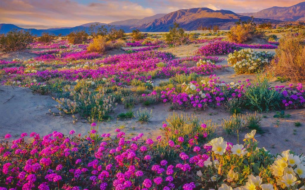 Anza-Borrego State Park