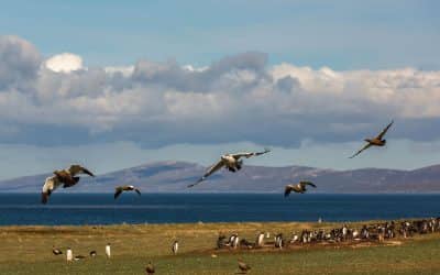5 Fantastic Sights in the Falkland Islands!