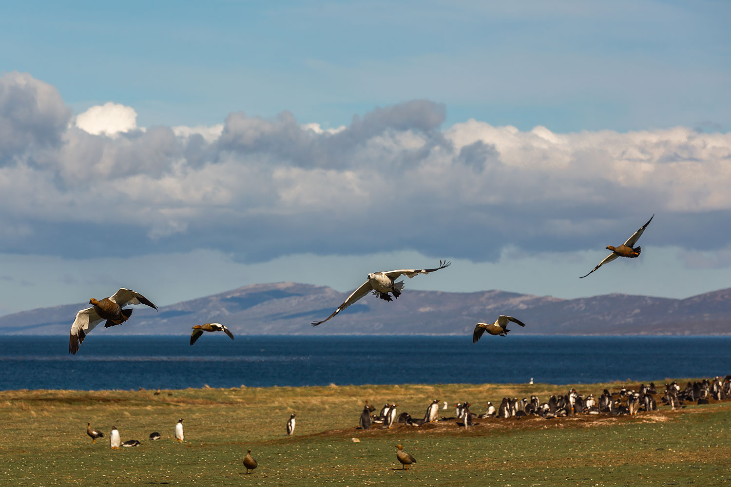 Falkland Islands Carcass Island