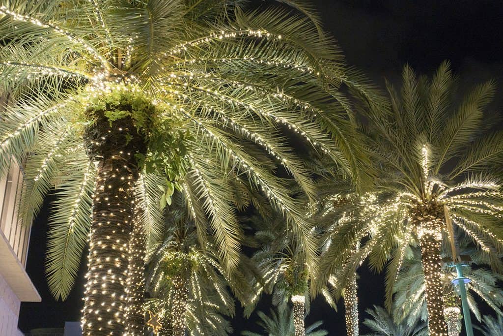 Miami, Florida Christmas