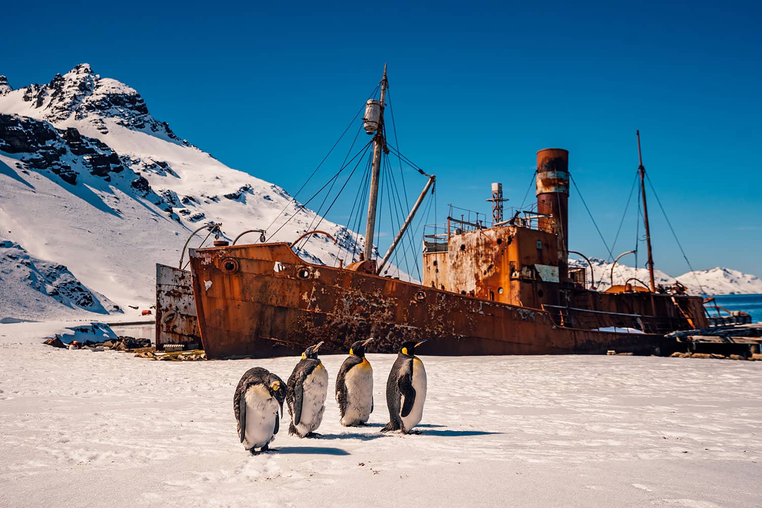 South Georgia Island - Grytviken