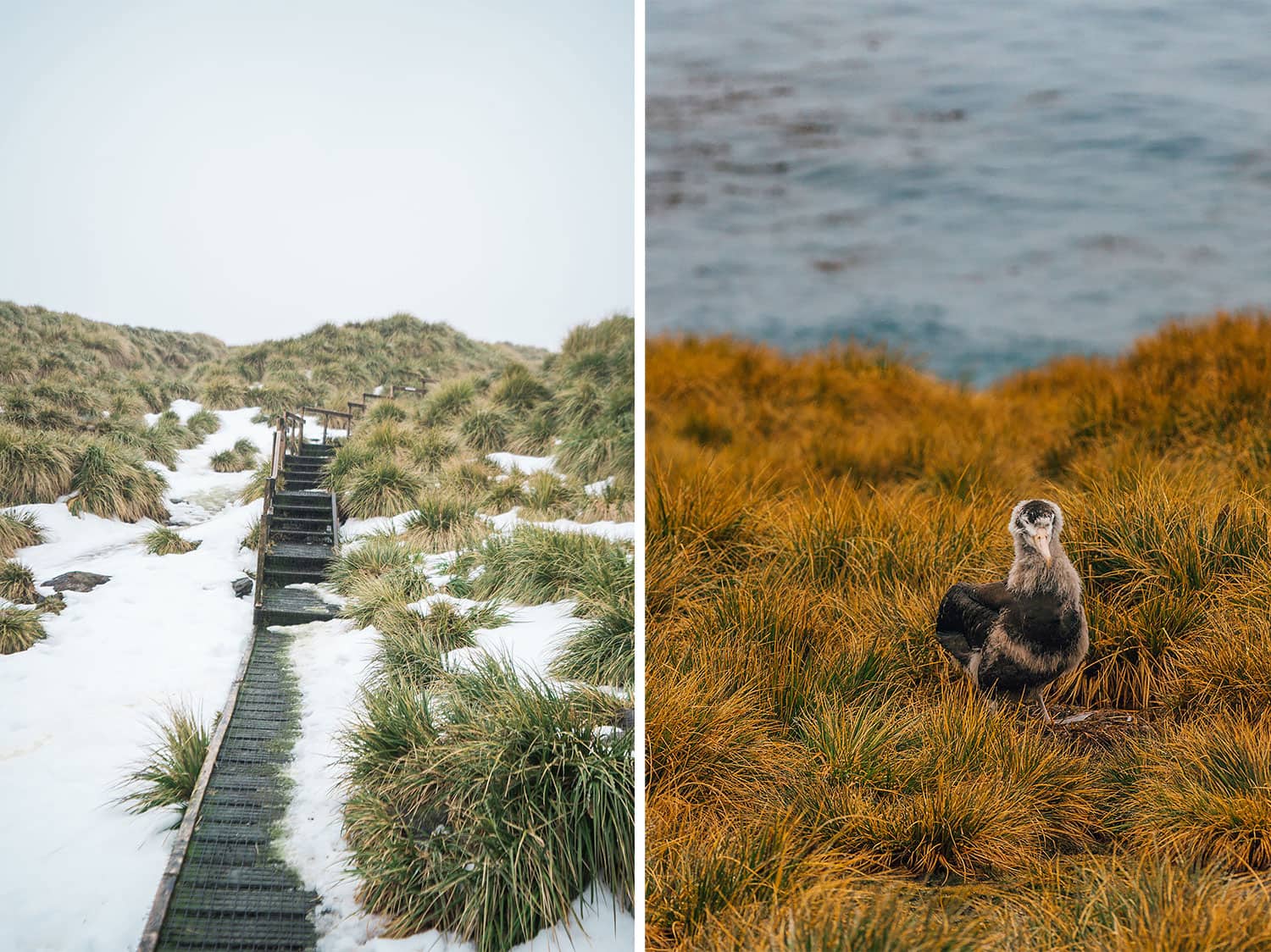 South Georgia Island - Prion Island