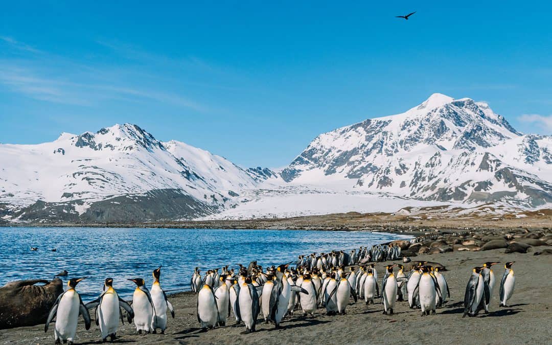 5 Stunning Sights on South Georgia: Penguins, Seals, & Ghost Towns!
