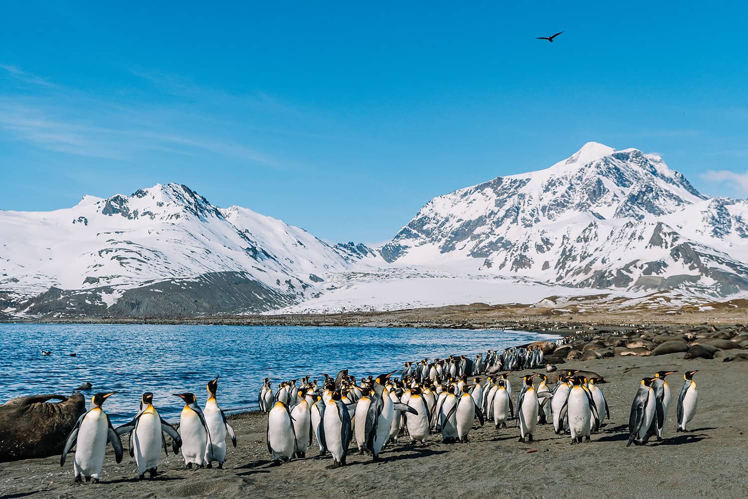 South Georgia Island - Saint Andrew's Bay