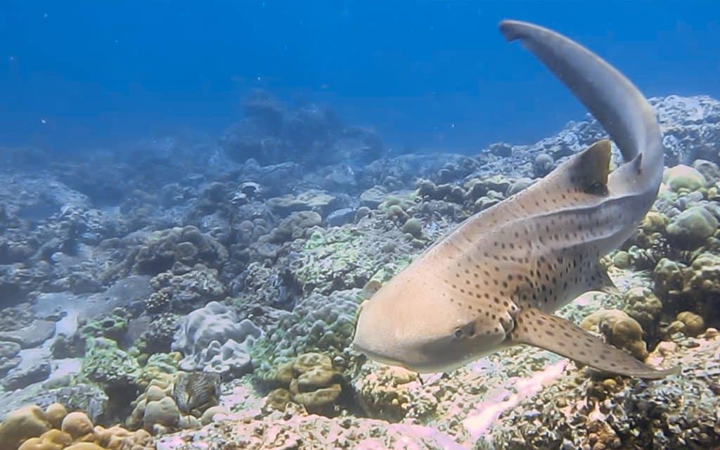 leopard sharks in san diego
