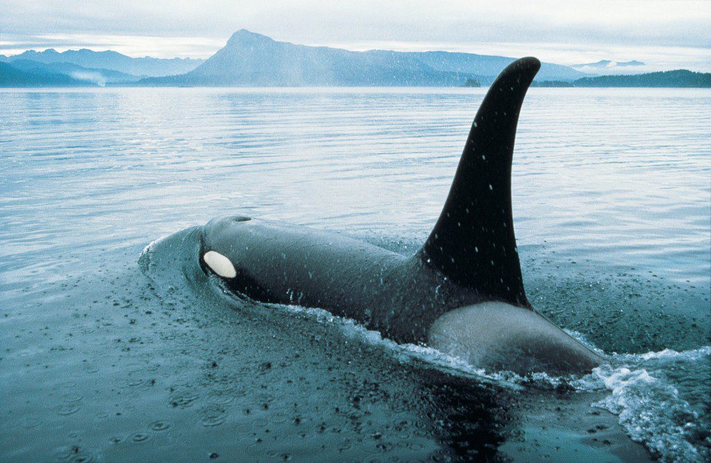 Orca, Vancouver Island, British Columbia