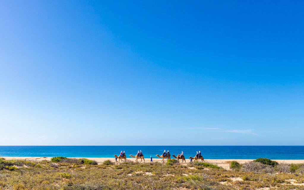 Los Cabos with Kids - Camels on the beach!