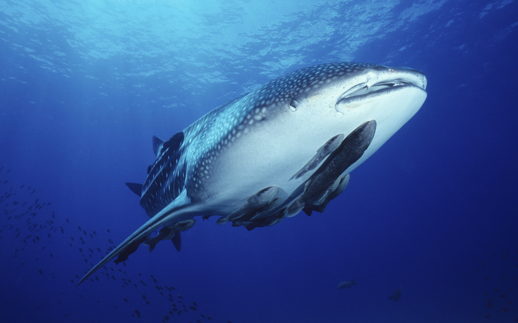 Remoras hitch a ride on giant whale shark, Rhincodon typus
