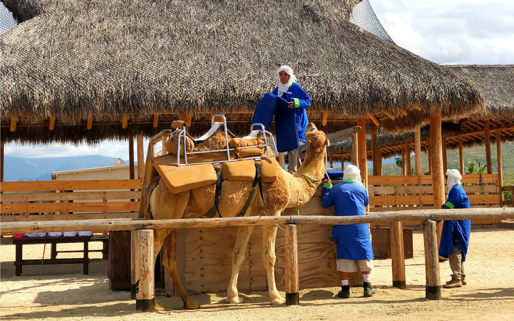 Camel riding in Los Cabos with Cabo Adventures - Travelocity.com - #Gnomads #GnomadsTakeOverCabo #LosCabos #familytravel